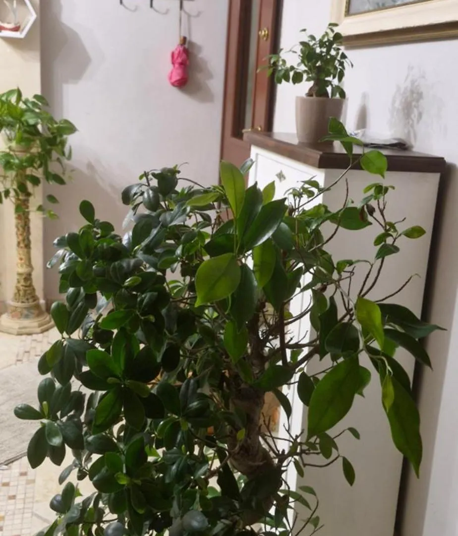 Casa Lela Apartment Frascati 0*,